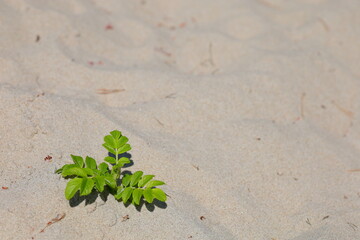 Green leaves of the plant against the background of beige sand