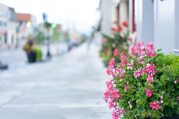 pink flowers, summer bloom, summer background, Delicate Blooms in the City