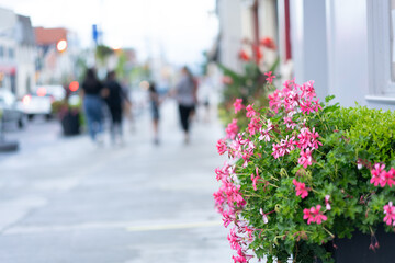 pink flowers, summer bloom, summer background, Delicate Blooms in the City
