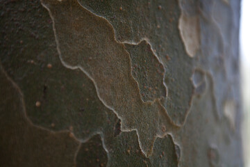 Natural tree bark detail background texture