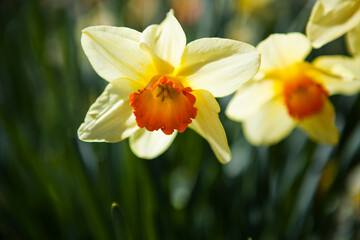 Yellow and orange daffodils in a garden, backlit, spring flowers