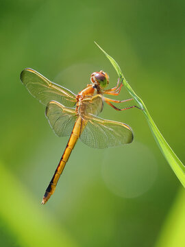 A Focus Stacked Close-up Image of a Gold Winged Skimmer Dragonfly