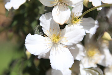 white flowers background