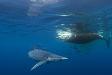 Blue shark are feeding on the death whale. Sharks around the whale's carcass. Natural behavior in...