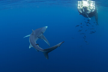 Blue shark are feeding on the death whale. Sharks around the whale's carcass. Natural behavior in ocean. Marine life around the Azores islands.