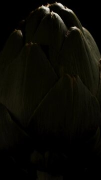 Vertical video. Artichoke Spins in a Circle, Illuminated by Different Areas on Black Background.