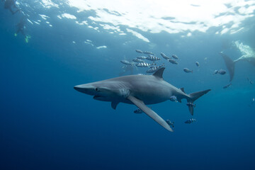 Blue shark are feeding on the death whale. Sharks around the whale's carcass. Natural behavior in...