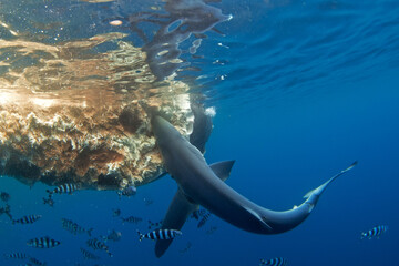Blue shark are feeding on the death whale. Sharks around the whale's carcass. Natural behavior in...