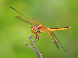 A Close-up Focus Stacked Image of a Gold Winged Skimmer Dragonfly