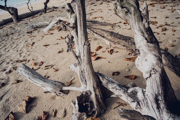 Naklejka premium A part of wooden trunk resembling a horses head
