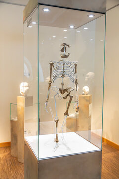 Lucy skeleton (Australopithecus afarensis) in the Senckenberg Natural History Museum of Frankfurt