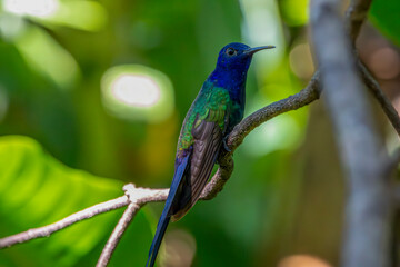hummingbird in flight