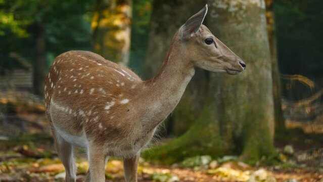 Single female fallow deer in natural environment. Deer Dama dama. Vision Park in Auberive region, France. Slow motion