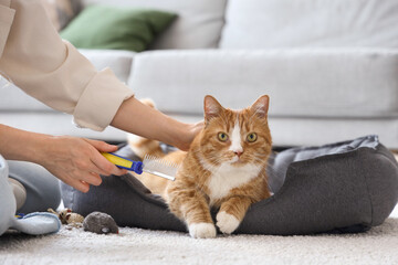 Woman brushing cute cat in pet bed at home, closeup