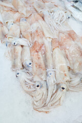 Sale of fresh chipirones baby squids  fished today, kept on ice at the fish counter in a supermarket