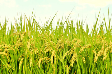 Ear of rice in summer field.