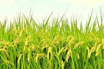 Ear of rice in summer field.