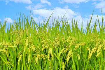 晩夏の稲穂、稲穂と青空、稲、米作り、実り、イネの栽培、枝垂れる稲穂、稲作