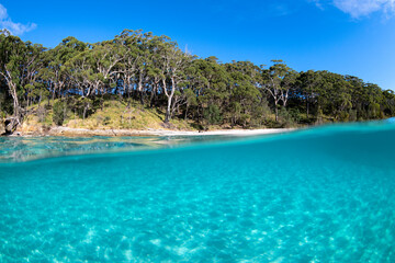 Crystal clear waters of Jervis Bay, Australia, showcasing a serene underwater view with lush forested shoreline in the background.