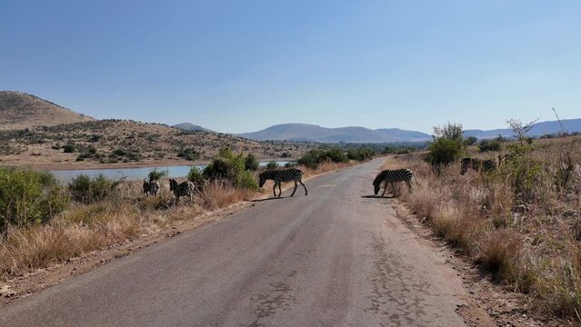 Zebras On Street At Pilanesberg National Park In North West South Africa. African Animals Landscape. Pilanesberg National Park. Pilanesberg National Park At North West South Africa. Big Five Animals.