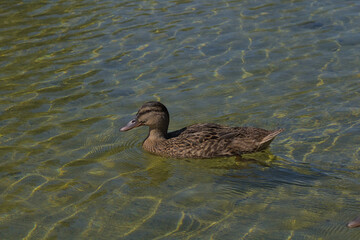 Pato Anade real joven