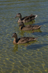 Tres patos ánade reales 
