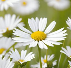 Obraz premium daisies on a green background, summer, spring, white, plant, garden, flowers, camomile, beauty, chamomile, blossom, yellow, field