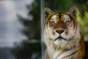 2024-06-05 A CLOSE UP OF A LARGE BENGAL TIGER STARING STRAIGHT INTO THE LENS WITH NICE EYES AND A...