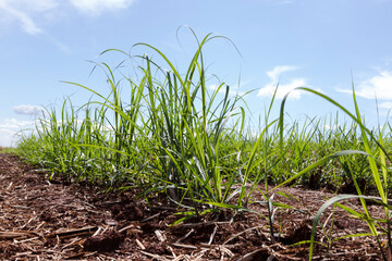 arco iris, céu, paisagem, campo, natureza, chuva, escurecer, relva, azul, tempestade, tempo, árvore, campo, verde, fazenda, escurecer, molhar, trigo, verão, rural, pradaria, bela, animado, cana-de-acu