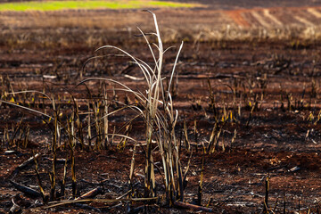 Cana-de-açúcar queimada, plantação em chamas, queimada agrícola, fogo na lavoura, cinzas de cana-de-açúcar, destruição por fogo, queimada controlada, incêndio rural, fumaça de queimada
