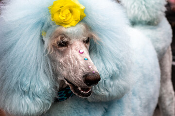 Blue poodle