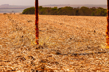 campo, fazenda, trator, fusão, colher, trigo, colheita, colheita, colheita, rural, máquina,...