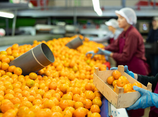 Hands of fruit sorting and packing warehouse worker holding wooden box with fresh ripe mandarins © JackF