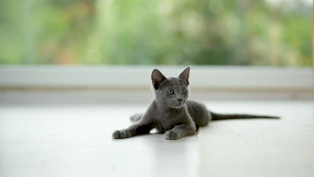 Young playful Russian Blue kitten playing around by the window