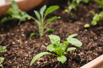 Close up of small garden vegetable plants in soil in an garden bed in the summer time