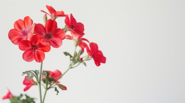 Pelargonium bloom against a white backdrop