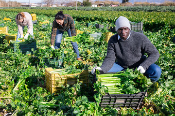 African-american man squatting at crates full of celery during crop harvesting on plantation with...