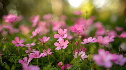 Fototapeta premium Pink Flowers Bloom during Early Spring