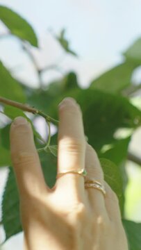 Vertical video. Woman's Hand Reaches for a Mulberry on a High Branch and Picks It.