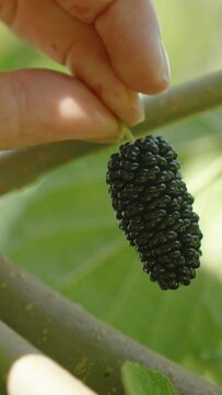 Vertical video. Close-up of a Woman Picking a Ripe Black Mulberry from a Tree Branch.
