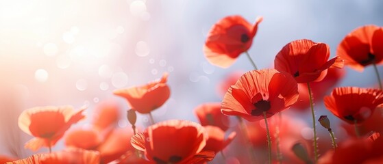 A charming scene of bright red poppies in a meadow, their delicate petals swaying gently in the breeze against a clear blue sky
