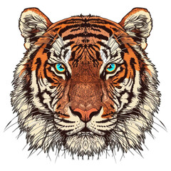 Fototapeta premium Tiger, vector illustration