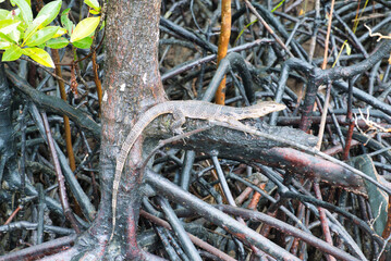 マングローブ林で休憩中の水オオトカゲ　タイ　Lizard