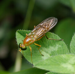 Compost Fly on Green Leaf