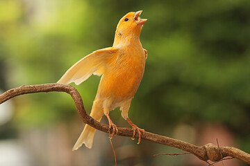 canary bird sitting on a twig.canary bird sitting on nature background