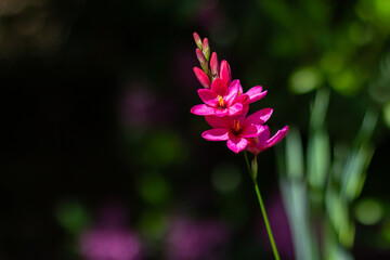 Fototapeta premium Windflower in Bloom