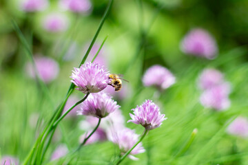 Pollinator on Chive Blossom