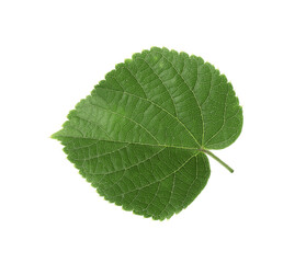 Young fresh green linden leaf isolated on white