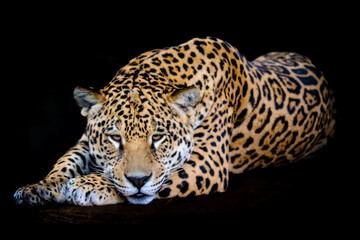 South American jaguar (Panthera onca). Tropical feline © Adilson
