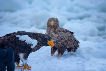 オオワシの怖い顔に恐れ慄くオジロワシ
